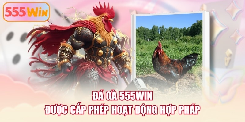 Đá gà 555WIN được cấp phép hoạt động hợp pháp
